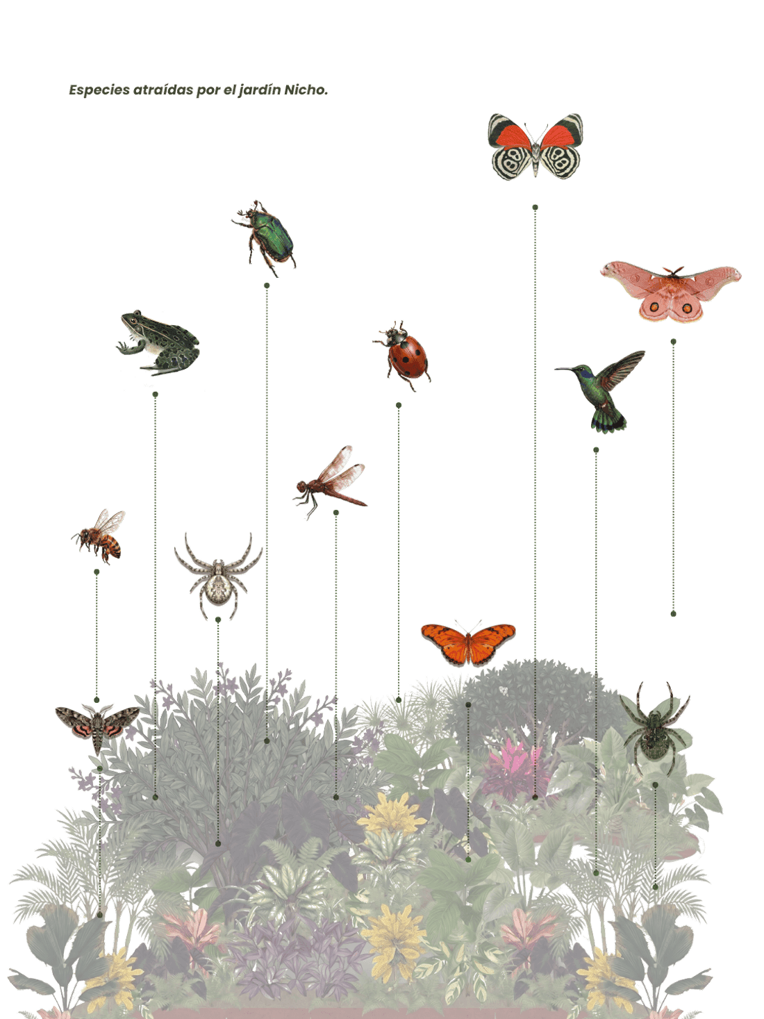 Especies atraídas por el jardín Nicho — lámina naturalista Bioma