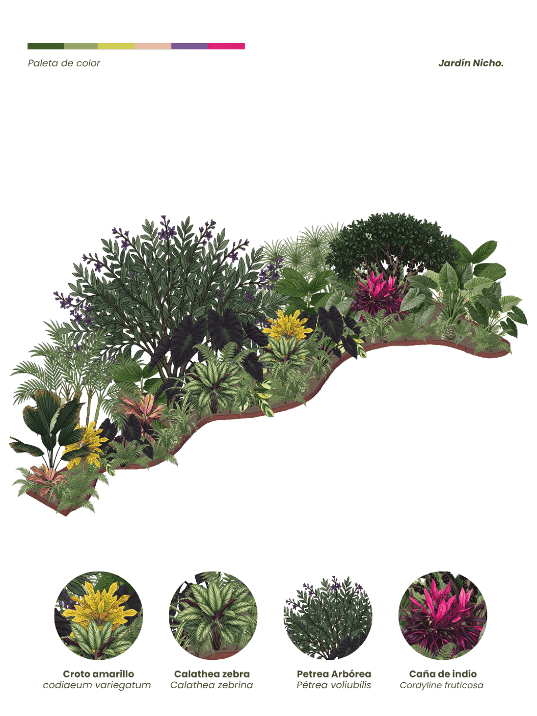 Lámina botánica: composición de especies de un jardín Bioma